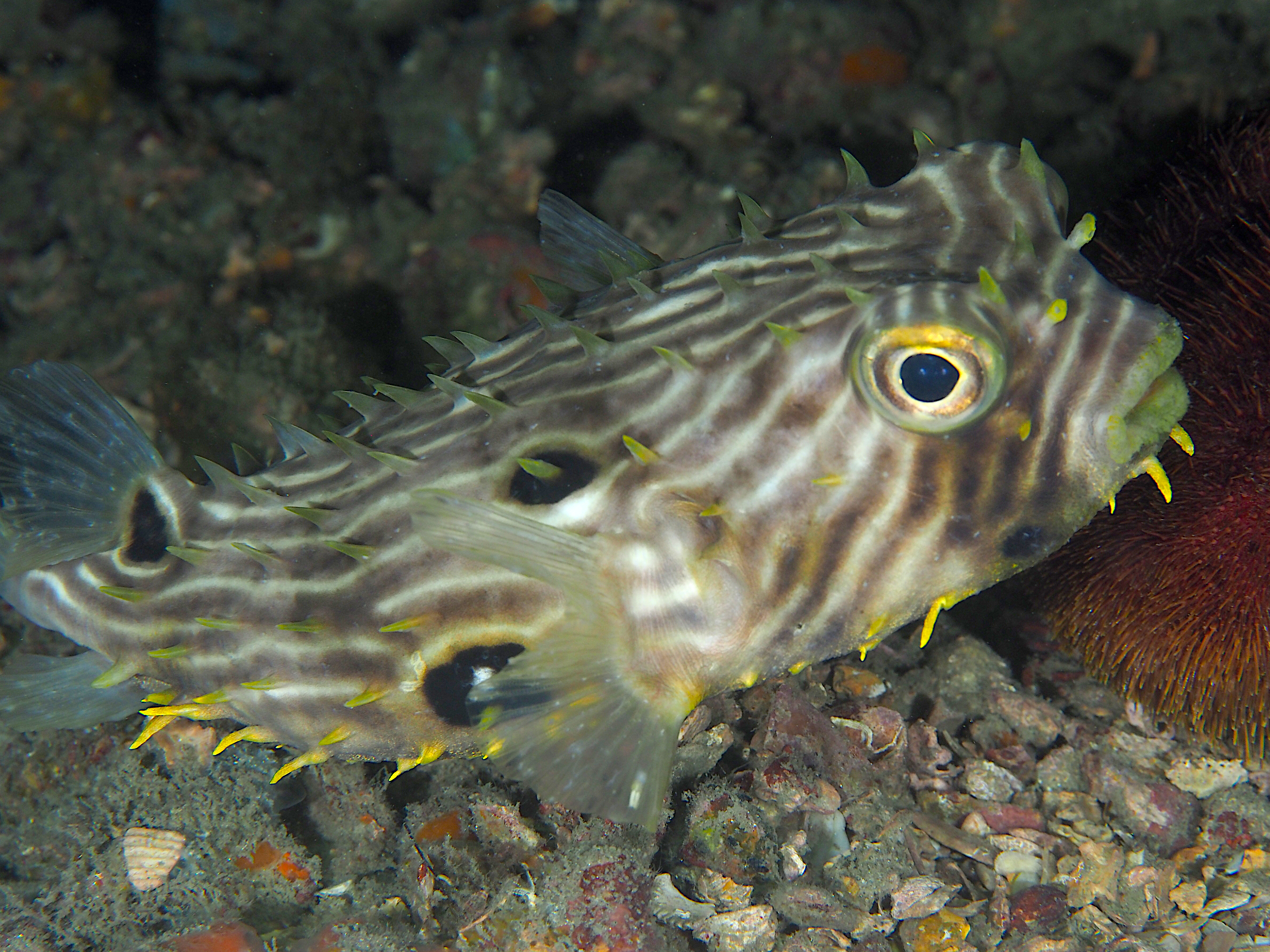 Striped Burrfish